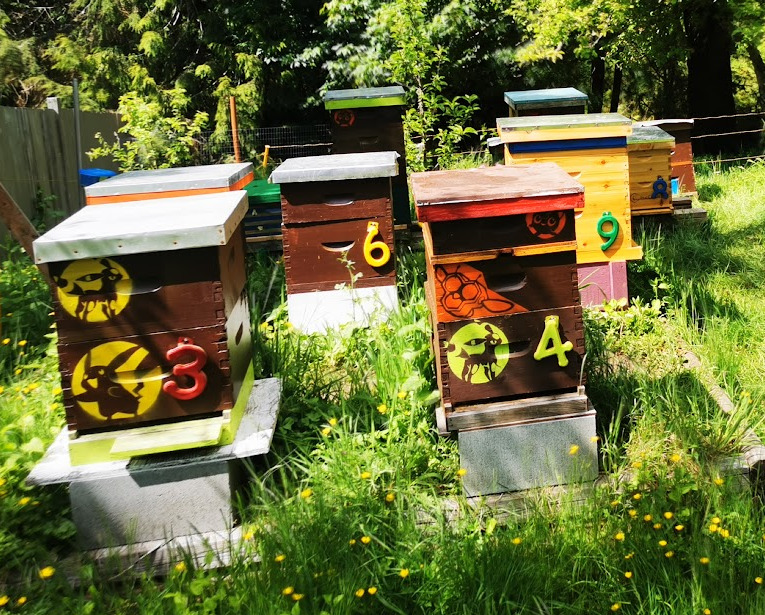 Colorful beehives in a lush green apiary setting