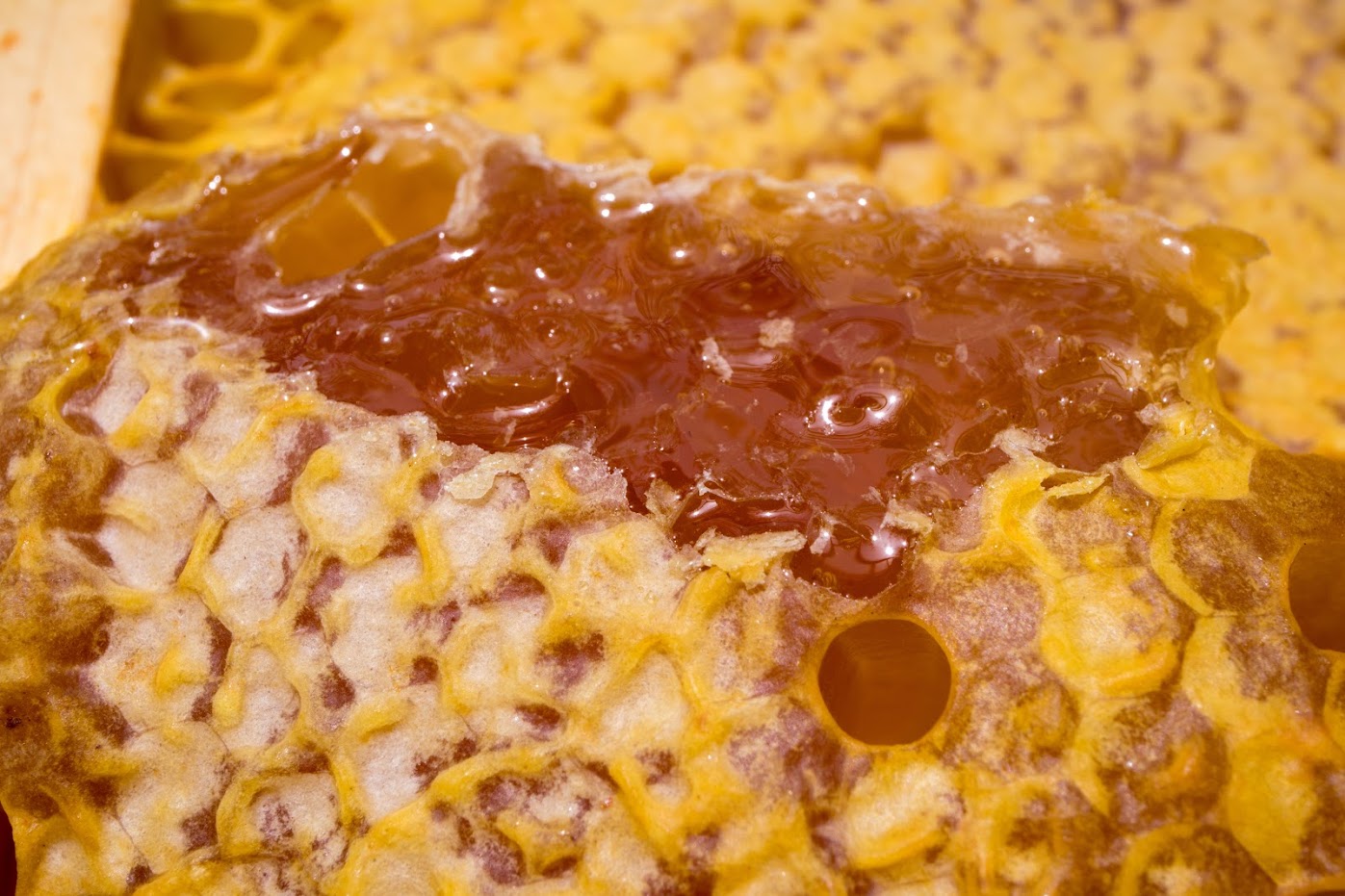 A beautiful frame of honeycomb dripping with raw honey